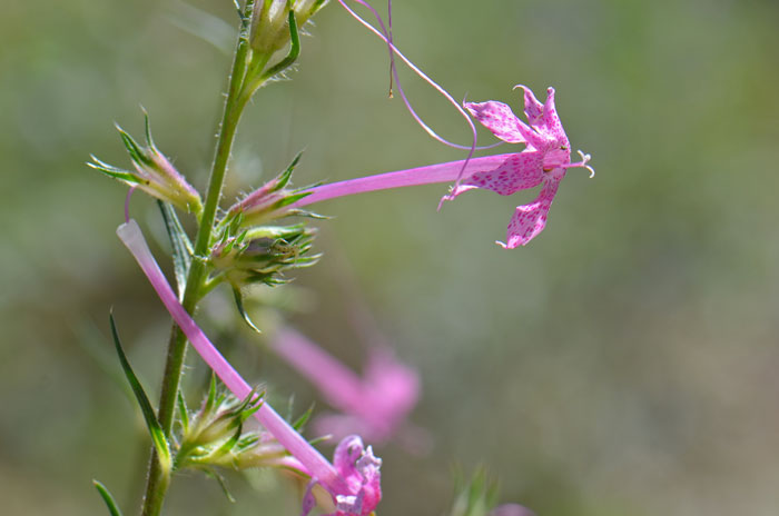 Ipomopsis tenuituba, Slendertube Skyrocket